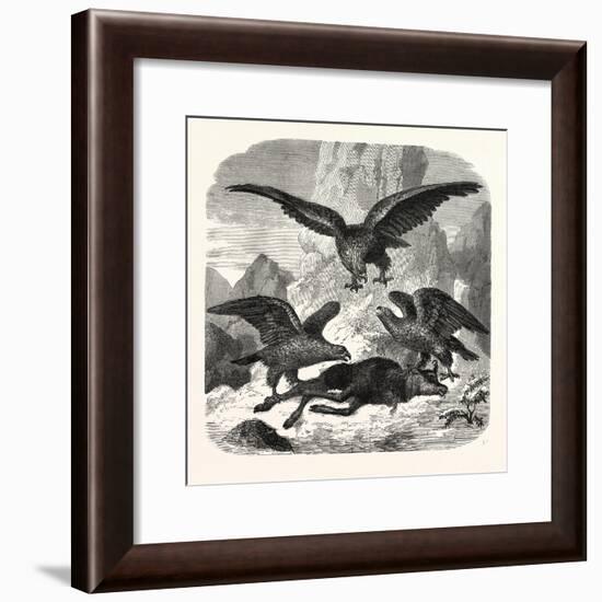 Eagles Fighting over a Chamois, Mountains, 1855-null-Framed Giclee Print