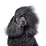 Close-Up Portrait of Beautiful Black Poodle-eAlisa-Photographic Print