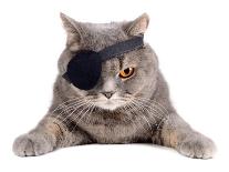 Pirate Cat-eAlisa-Mounted Photographic Print