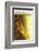 Ear of Barley in Beer (Close-Up)-Bodo A^ Schieren-Framed Photographic Print