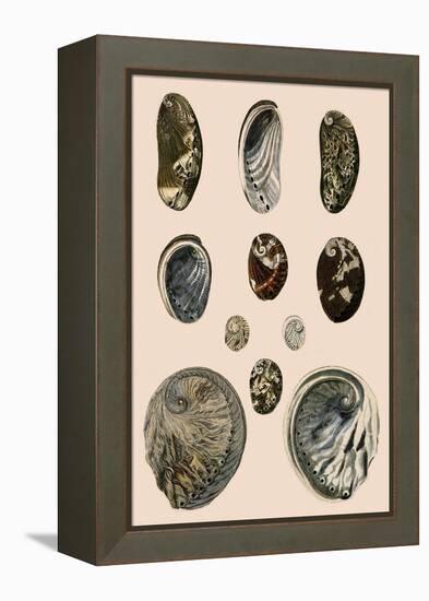 Ear-Shaped Shells-P Brown-Framed Premier Image Canvas