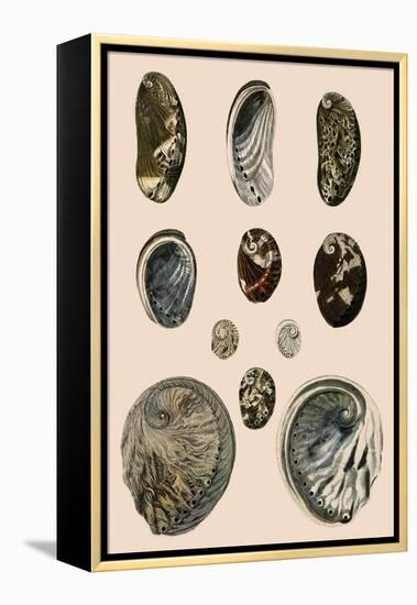 Ear-Shaped Shells-P Brown-Framed Premier Image Canvas