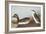 Eared Grebe-John James Audubon-Framed Art Print