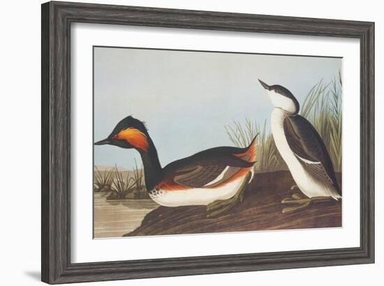 Eared Grebe-John James Audubon-Framed Art Print