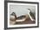 Eared Grebe-John James Audubon-Framed Art Print