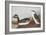 Eared Grebe-John James Audubon-Framed Art Print