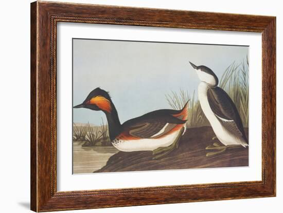 Eared Grebe-John James Audubon-Framed Art Print