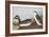 Eared Grebe-John James Audubon-Framed Art Print