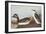 Eared Grebe-John James Audubon-Framed Art Print