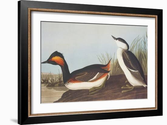 Eared Grebe-John James Audubon-Framed Art Print