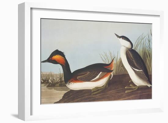 Eared Grebe-John James Audubon-Framed Art Print