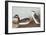 Eared Grebe-John James Audubon-Framed Art Print