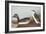 Eared Grebe-John James Audubon-Framed Art Print