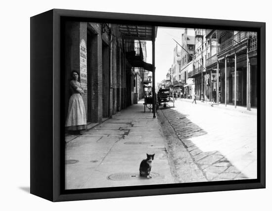 Early 1900s Cat Sitting on Street Older Section of New Orleans,, Louisiana-null-Framed Premier Image Canvas