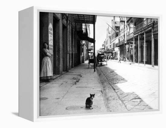 Early 1900s Cat Sitting on Street Older Section of New Orleans,, Louisiana-null-Framed Premier Image Canvas