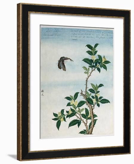 Early 19th-Century Chinese Watercolor of a Cinnamon Plant-null-Framed Giclee Print