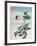 Early 19th-Century Chinese Watercolor of a Cinnamon Plant-null-Framed Giclee Print