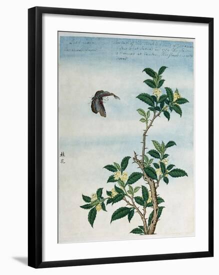 Early 19th-Century Chinese Watercolor of a Cinnamon Plant-null-Framed Giclee Print