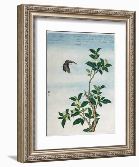 Early 19th-Century Chinese Watercolor of a Cinnamon Plant-null-Framed Giclee Print