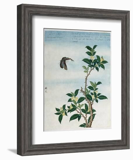 Early 19th-Century Chinese Watercolor of a Cinnamon Plant-null-Framed Giclee Print