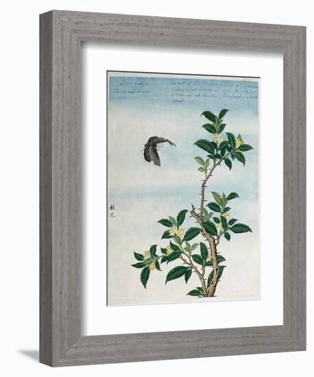 Early 19th-Century Chinese Watercolor of a Cinnamon Plant-null-Framed Giclee Print