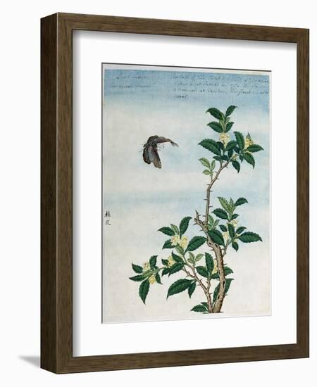 Early 19th-Century Chinese Watercolor of a Cinnamon Plant-null-Framed Giclee Print