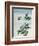 Early 19th-Century Chinese Watercolor of a Cinnamon Plant-null-Framed Giclee Print