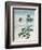 Early 19th-Century Chinese Watercolor of a Cinnamon Plant-null-Framed Giclee Print