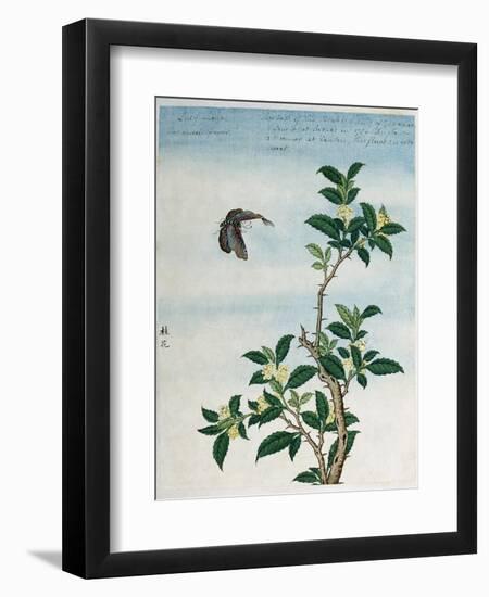 Early 19th-Century Chinese Watercolor of a Cinnamon Plant-null-Framed Giclee Print