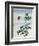 Early 19th-Century Chinese Watercolor of a Cinnamon Plant-null-Framed Giclee Print