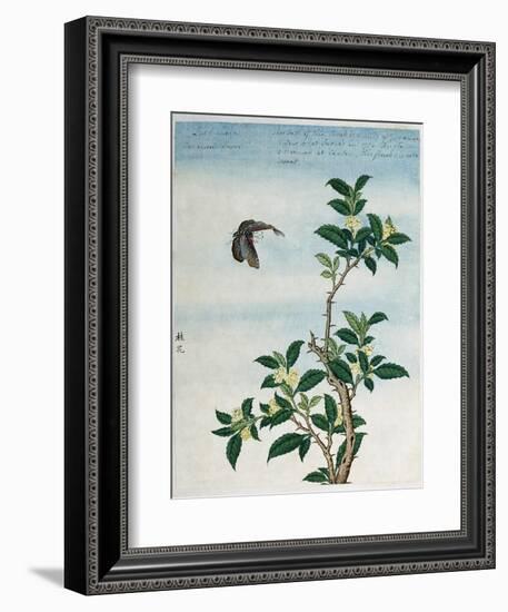 Early 19th-Century Chinese Watercolor of a Cinnamon Plant-null-Framed Giclee Print