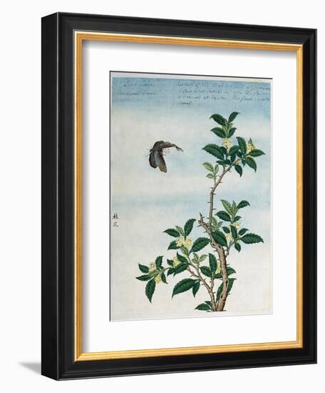 Early 19th-Century Chinese Watercolor of a Cinnamon Plant-null-Framed Giclee Print