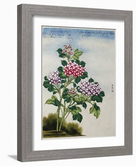 Early 19th-Century Chinese Watercolor of a Hydrangea-null-Framed Photographic Print