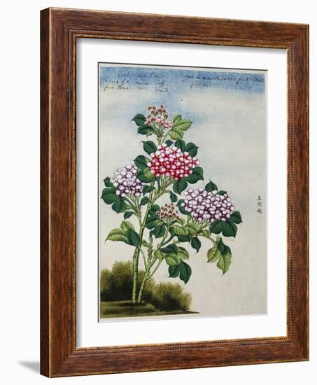 Early 19th-Century Chinese Watercolor of a Hydrangea-null-Framed Photographic Print
