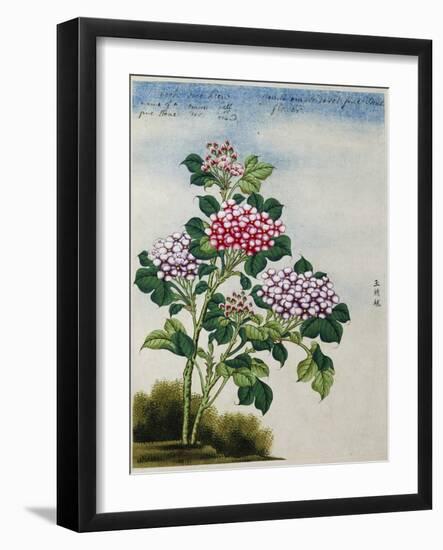 Early 19th-Century Chinese Watercolor of a Hydrangea-null-Framed Photographic Print