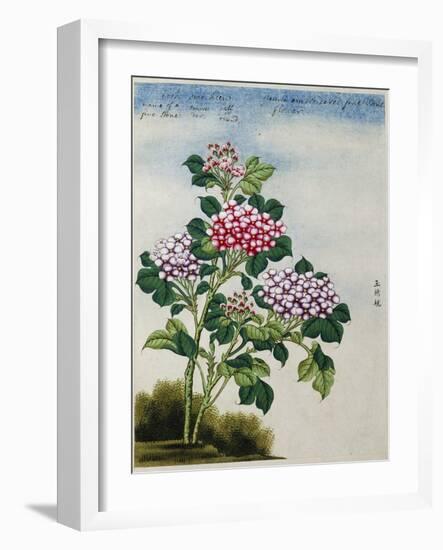 Early 19th-Century Chinese Watercolor of a Hydrangea-null-Framed Photographic Print