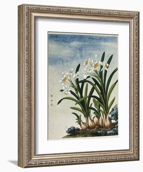 Early 19th-Century Chinese Watercolor of Daffodils-null-Framed Giclee Print