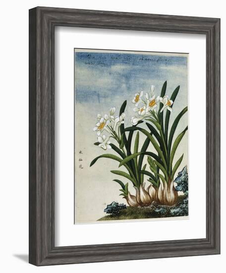 Early 19th-Century Chinese Watercolor of Daffodils--Framed Giclee Print