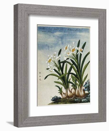 Early 19th-Century Chinese Watercolor of Daffodils-null-Framed Giclee Print