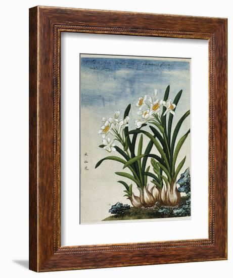 Early 19th-Century Chinese Watercolor of Daffodils-null-Framed Giclee Print