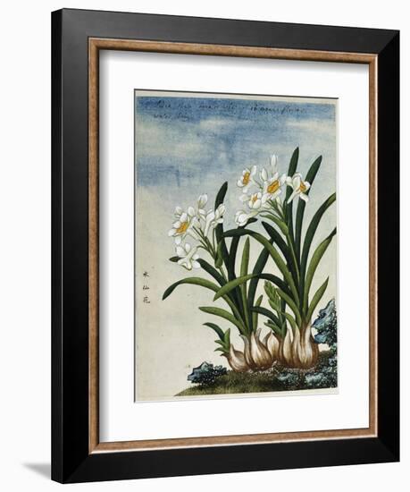 Early 19th-Century Chinese Watercolor of Daffodils-null-Framed Giclee Print