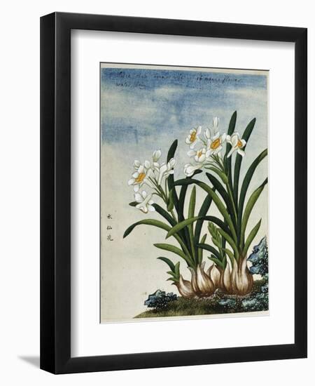 Early 19th-Century Chinese Watercolor of Daffodils-null-Framed Giclee Print