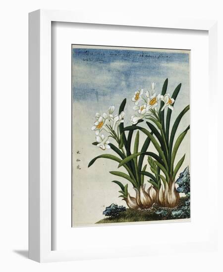 Early 19th-Century Chinese Watercolor of Daffodils-null-Framed Giclee Print