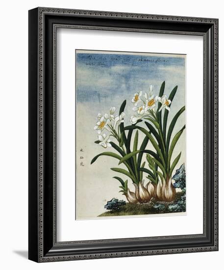 Early 19th-Century Chinese Watercolor of Daffodils-null-Framed Giclee Print