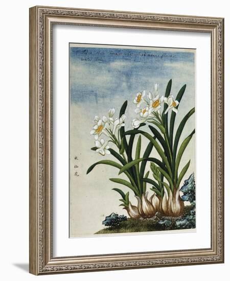 Early 19th-Century Chinese Watercolor of Daffodils-null-Framed Giclee Print