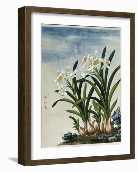 Early 19th-Century Chinese Watercolor of Daffodils-null-Framed Giclee Print