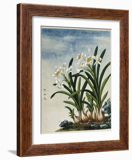 Early 19th-Century Chinese Watercolor of Daffodils-null-Framed Giclee Print