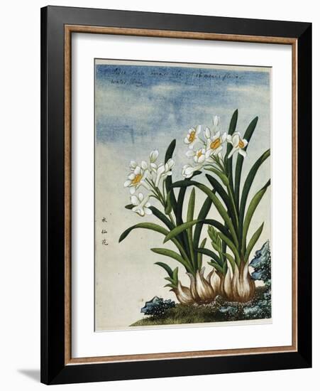 Early 19th-Century Chinese Watercolor of Daffodils-null-Framed Giclee Print