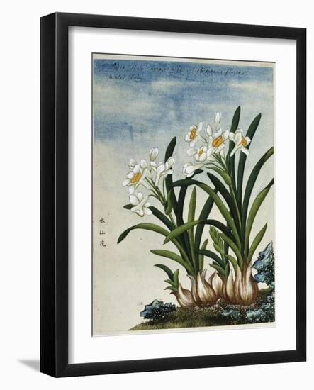 Early 19th-Century Chinese Watercolor of Daffodils-null-Framed Giclee Print