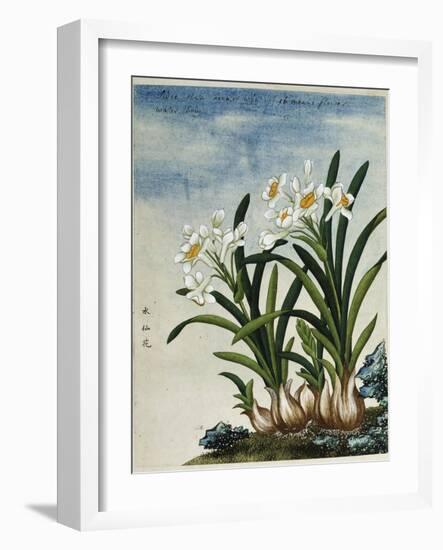 Early 19th-Century Chinese Watercolor of Daffodils-null-Framed Giclee Print